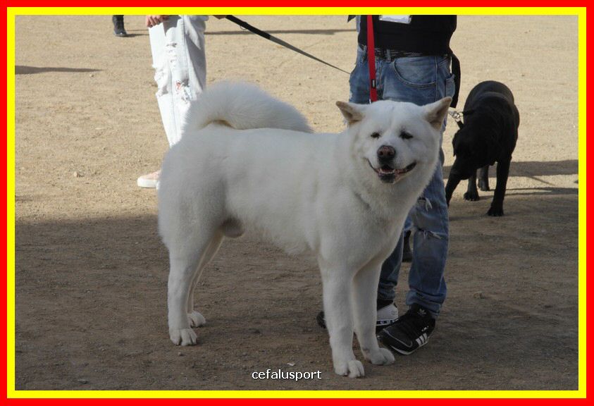 180311 mostra_canina 125.jpg